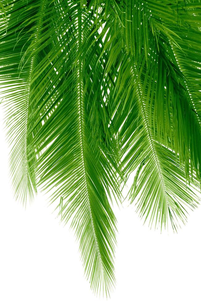 Ramo de palma verde ramitas verdes vista de la naturaleza de plantas de hojas abstractas verdes naturales en blanco foto