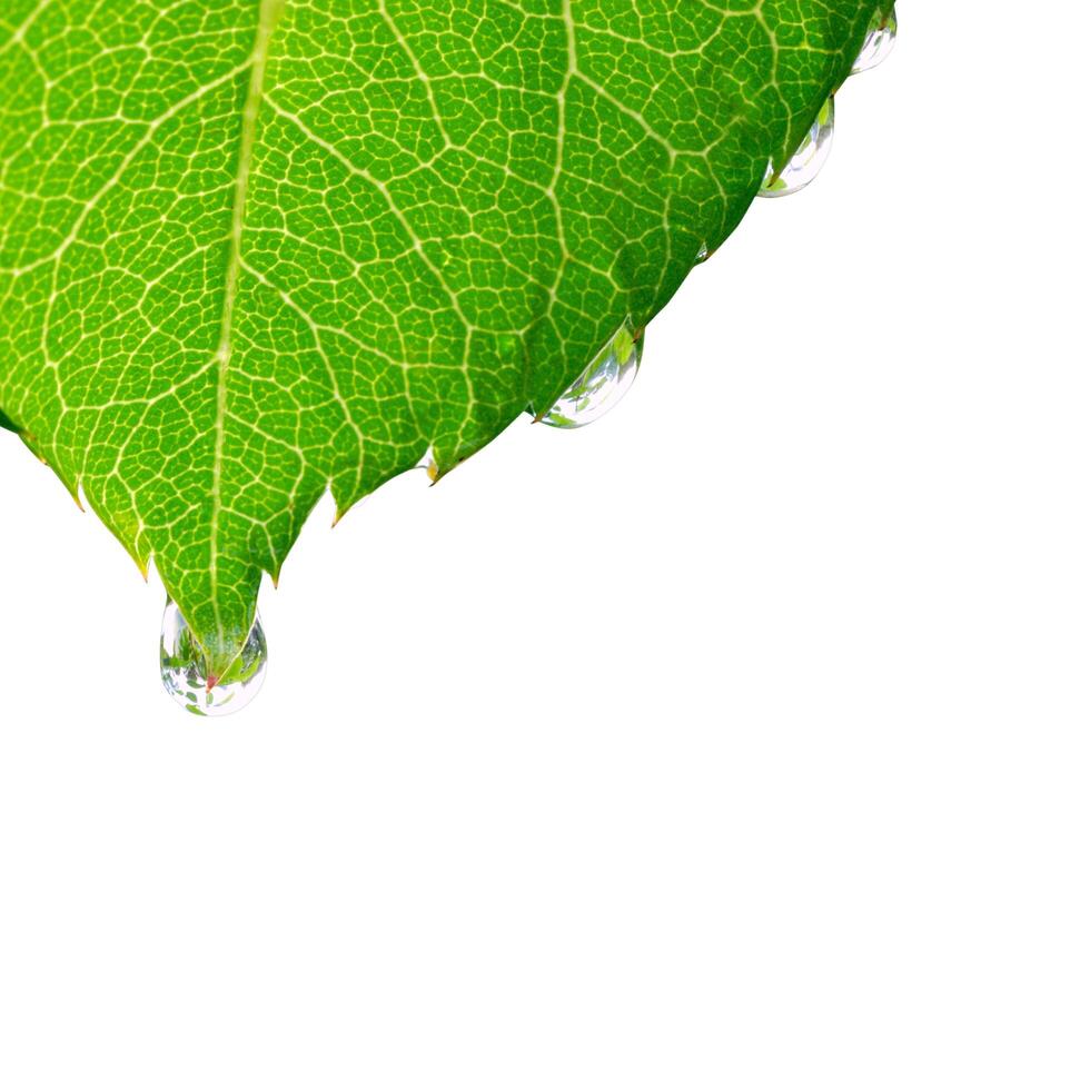 green palm bouquet green twigs nature view of natural green abstract leaf plants on white photo