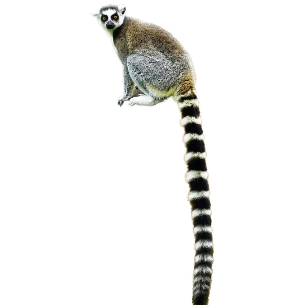 safari zoológico de animales colgando sus patas juntos en blanco foto