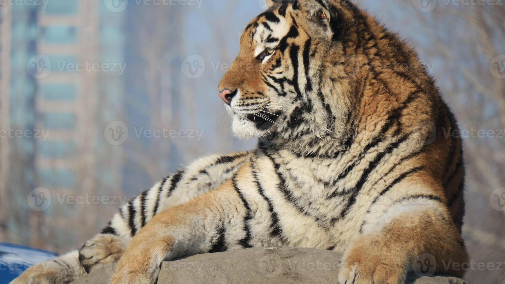 un tigre está sentado sobre una roca con un fondo borroso foto