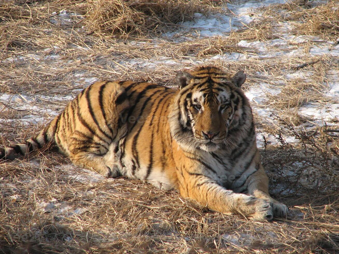 a tiger is sitting on a straw photo