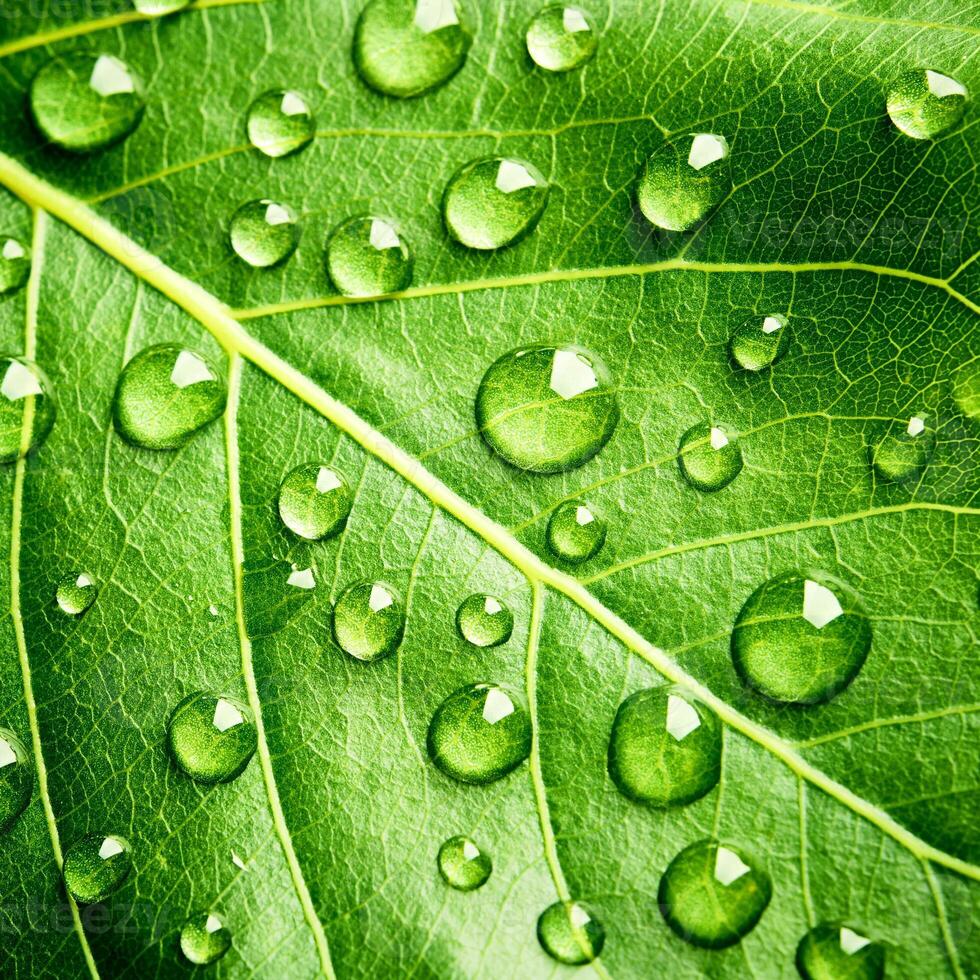 green leaf beautiful rain water drop and leaf texture nature on natural