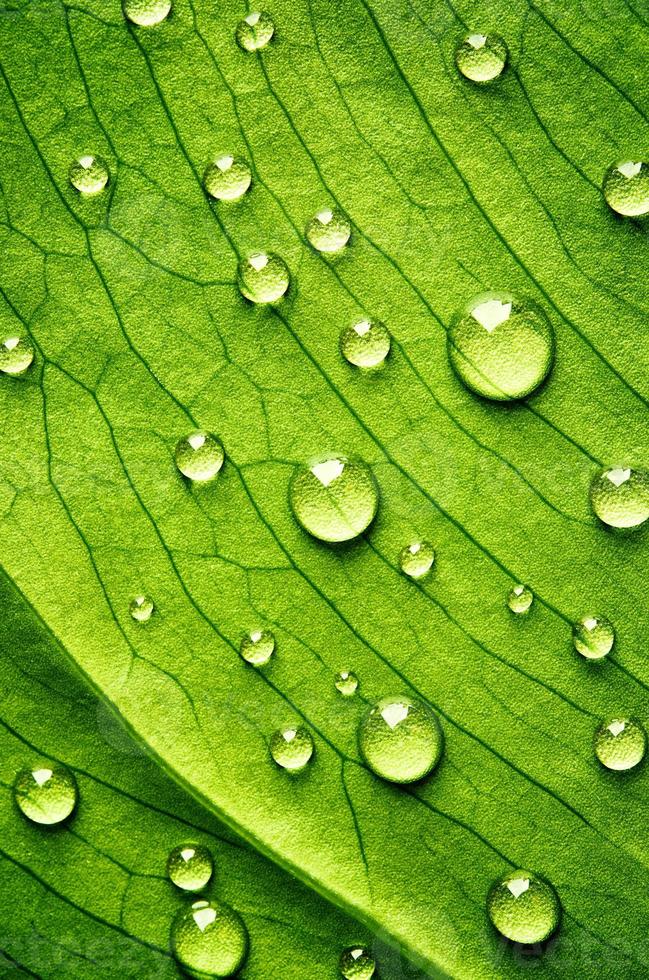 green leaf beautiful rain water drop and leaf texture nature on natural green. photo