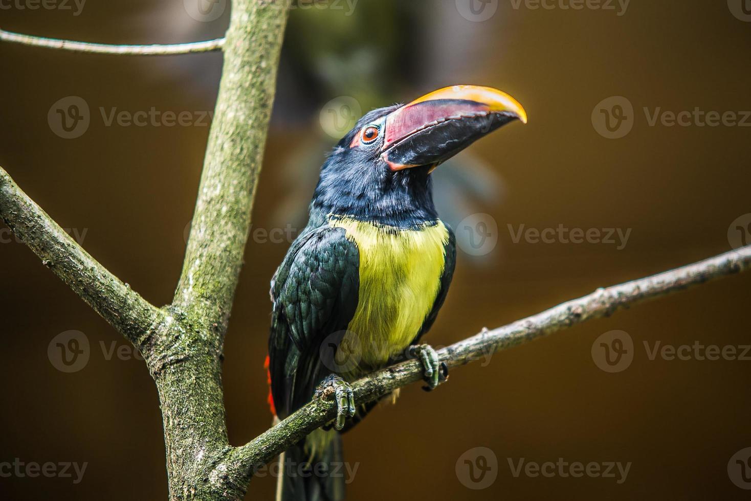 Un pájaro enfermo de cuerno negro está posado en el tronco de un árbol foto