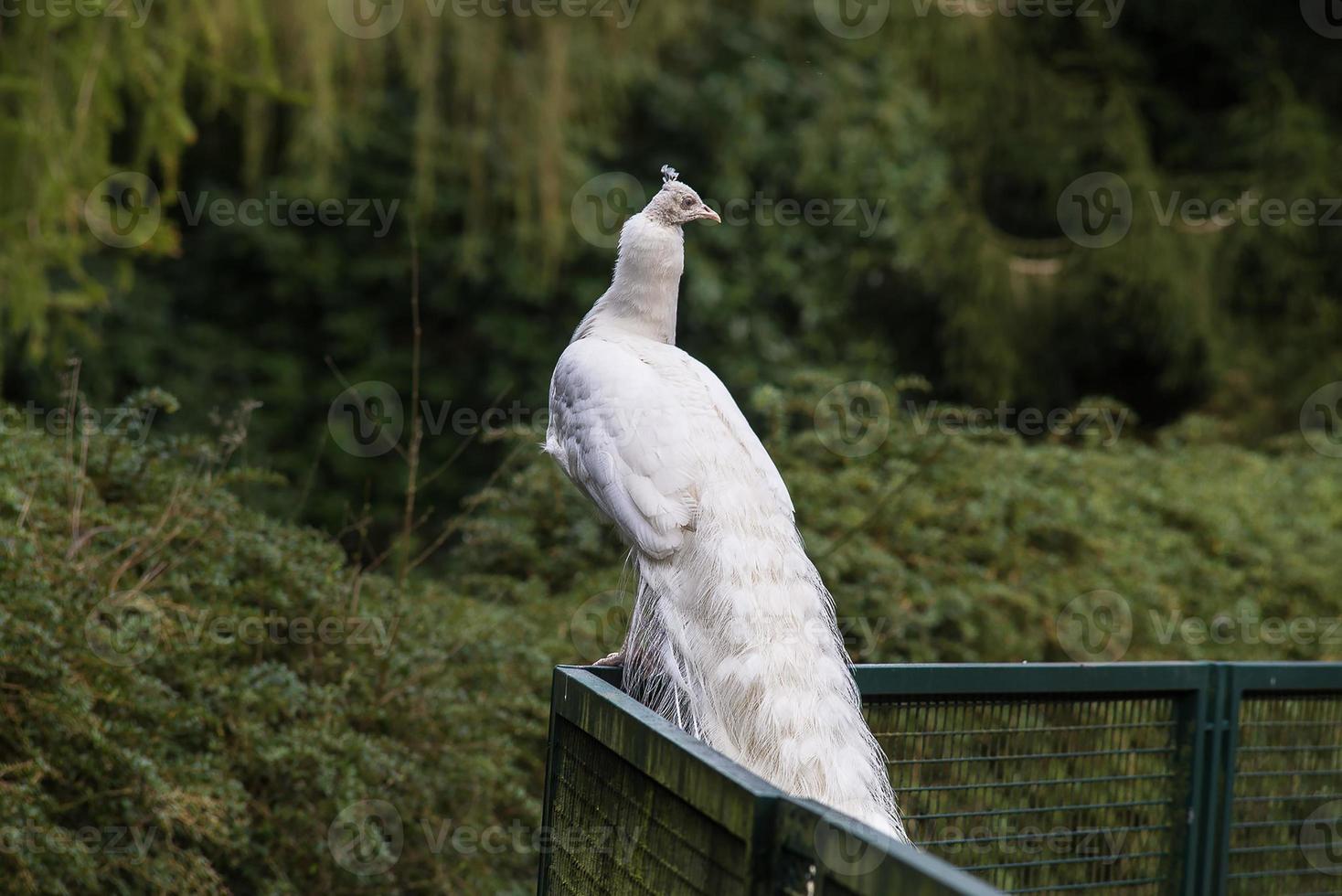 a peacock with white feathers perched on an iron fence photo