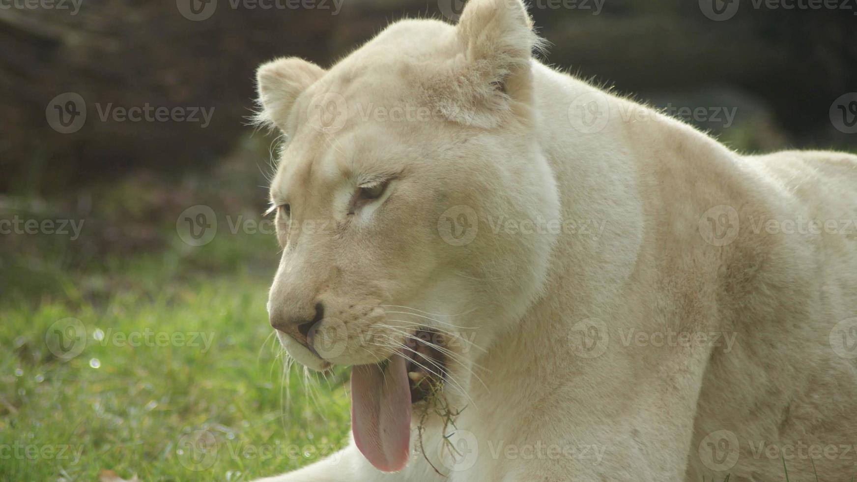 a white tiger is sitting on the grass photo