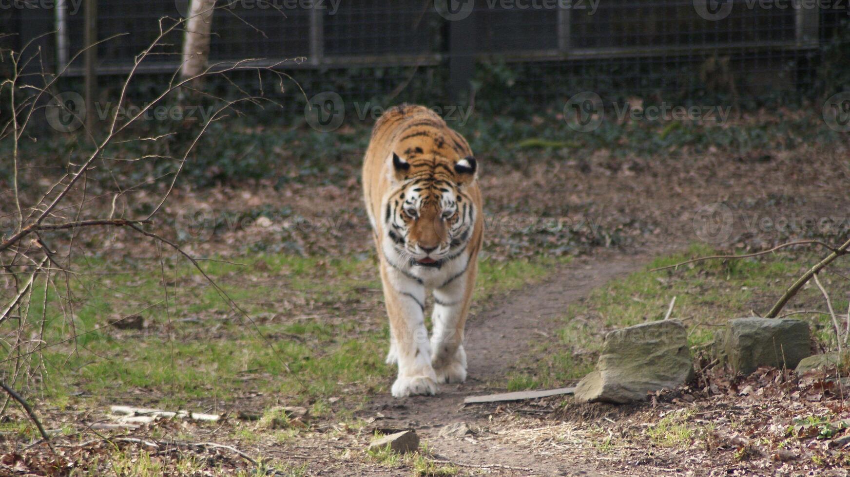 Un tigre camina sobre la hierba en una jaula. foto