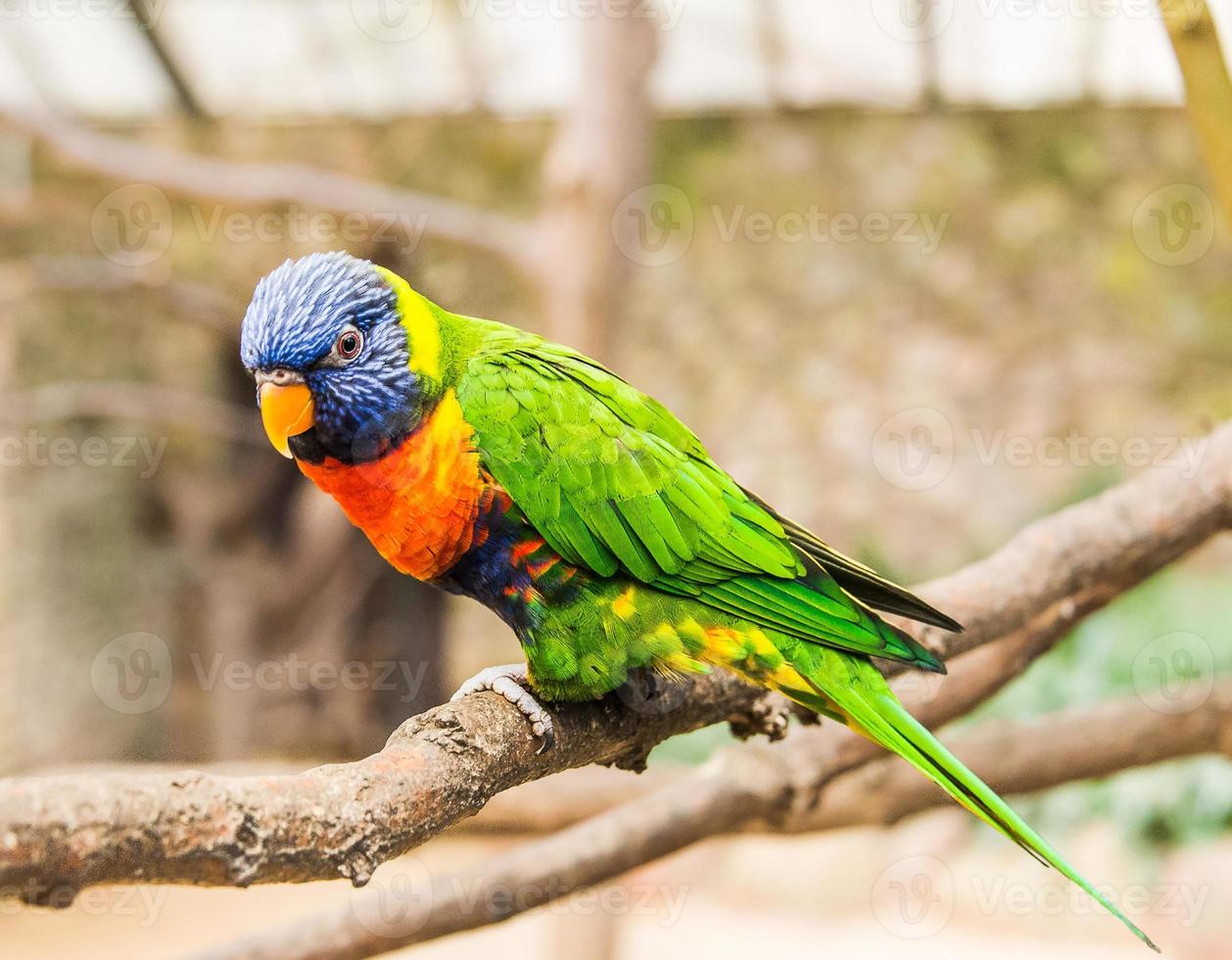 a colorful parrot perched on a tree photo