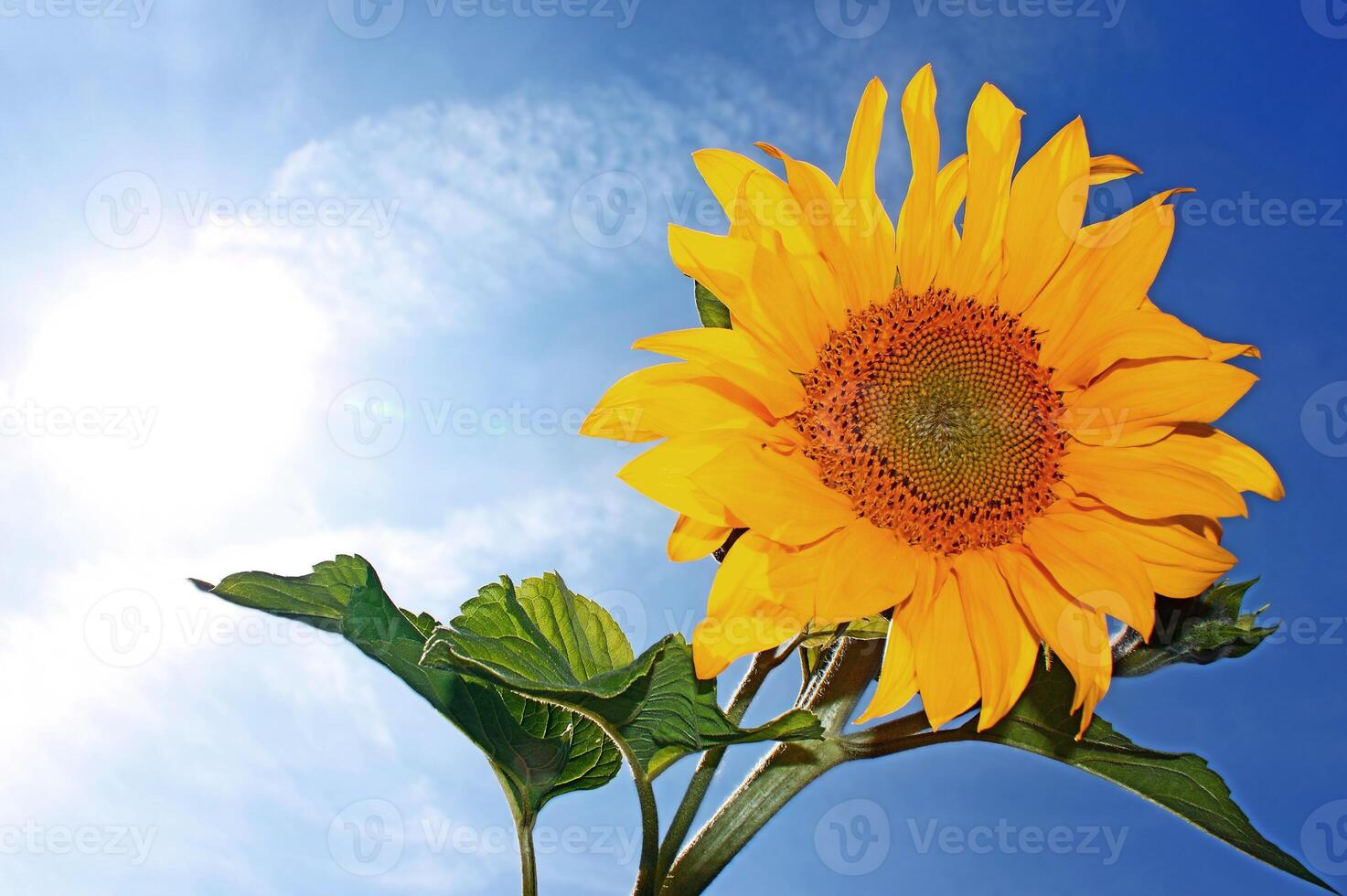 yellow sunflower summer flowers and green leaf tropical pattern on blue sky. photo