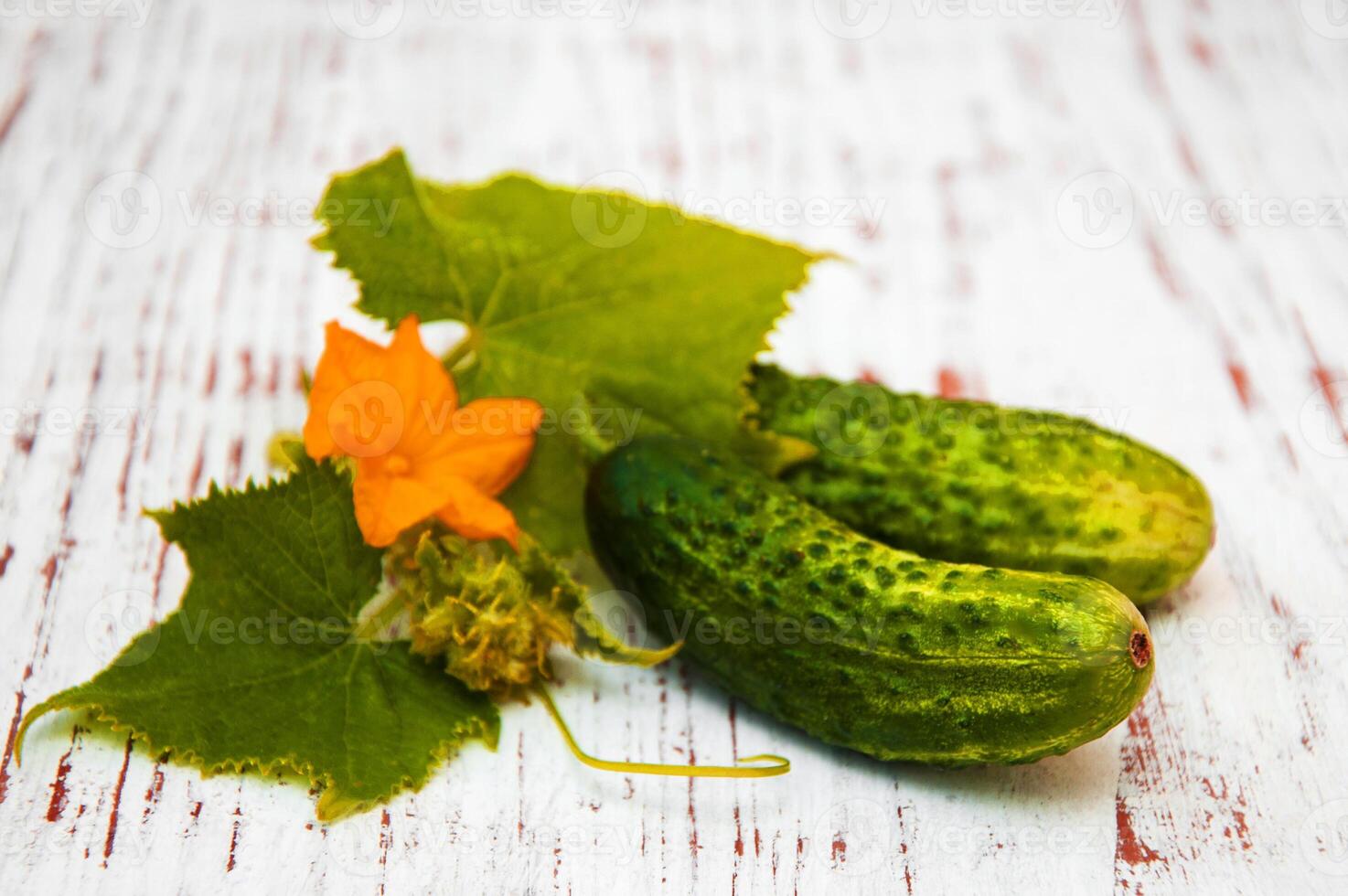 green cucumber fruit pattern natural fruit with clipping path on wood. photo