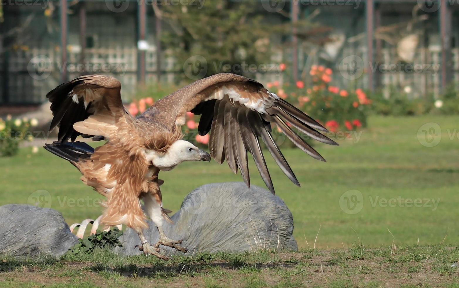 a brown eagle is preying on its prey on the grass photo