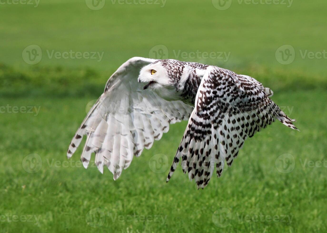 un águila blanca se alimenta de su presa en la hierba foto