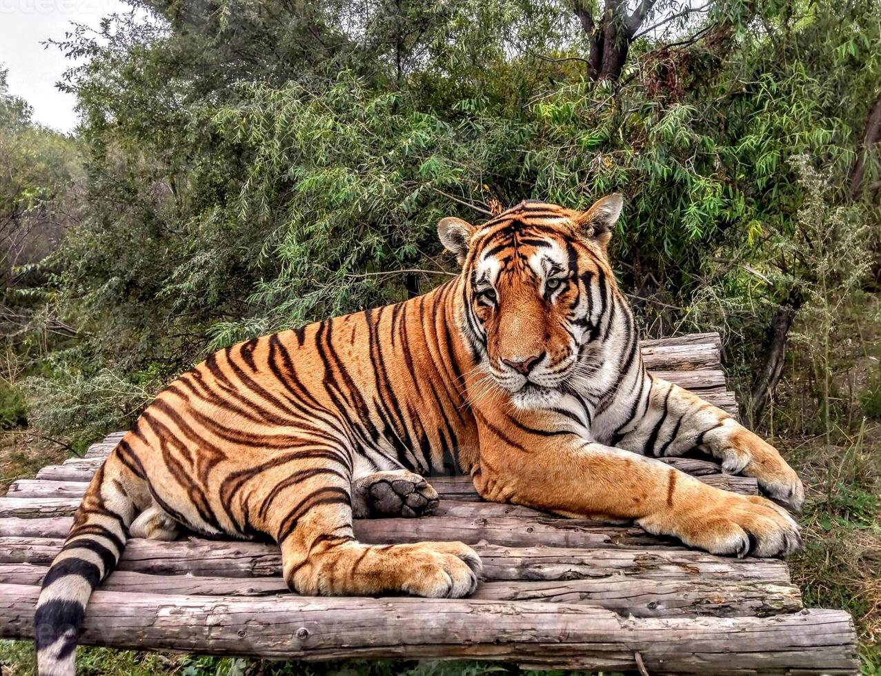 a tiger is sitting on wood with a natural background photo