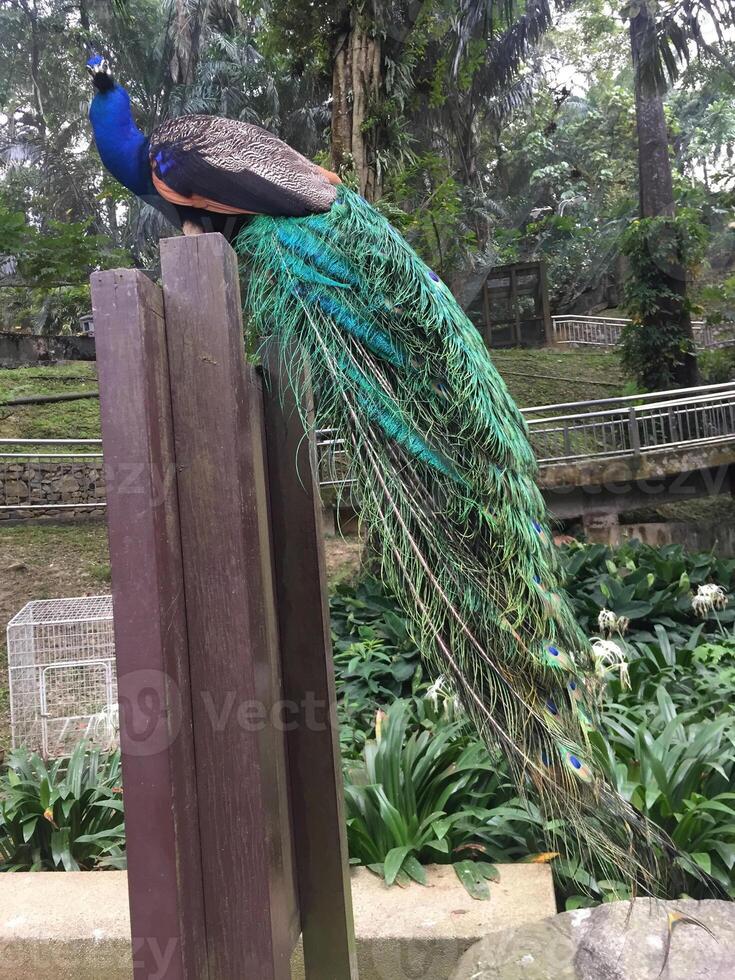 un pavo real mostrando sus hermosas plumas foto