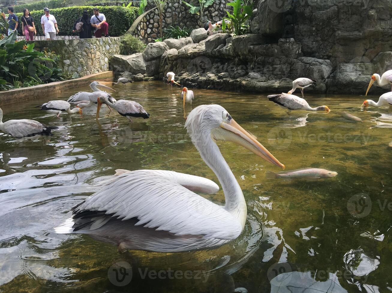 a white heron swimming in the river photo