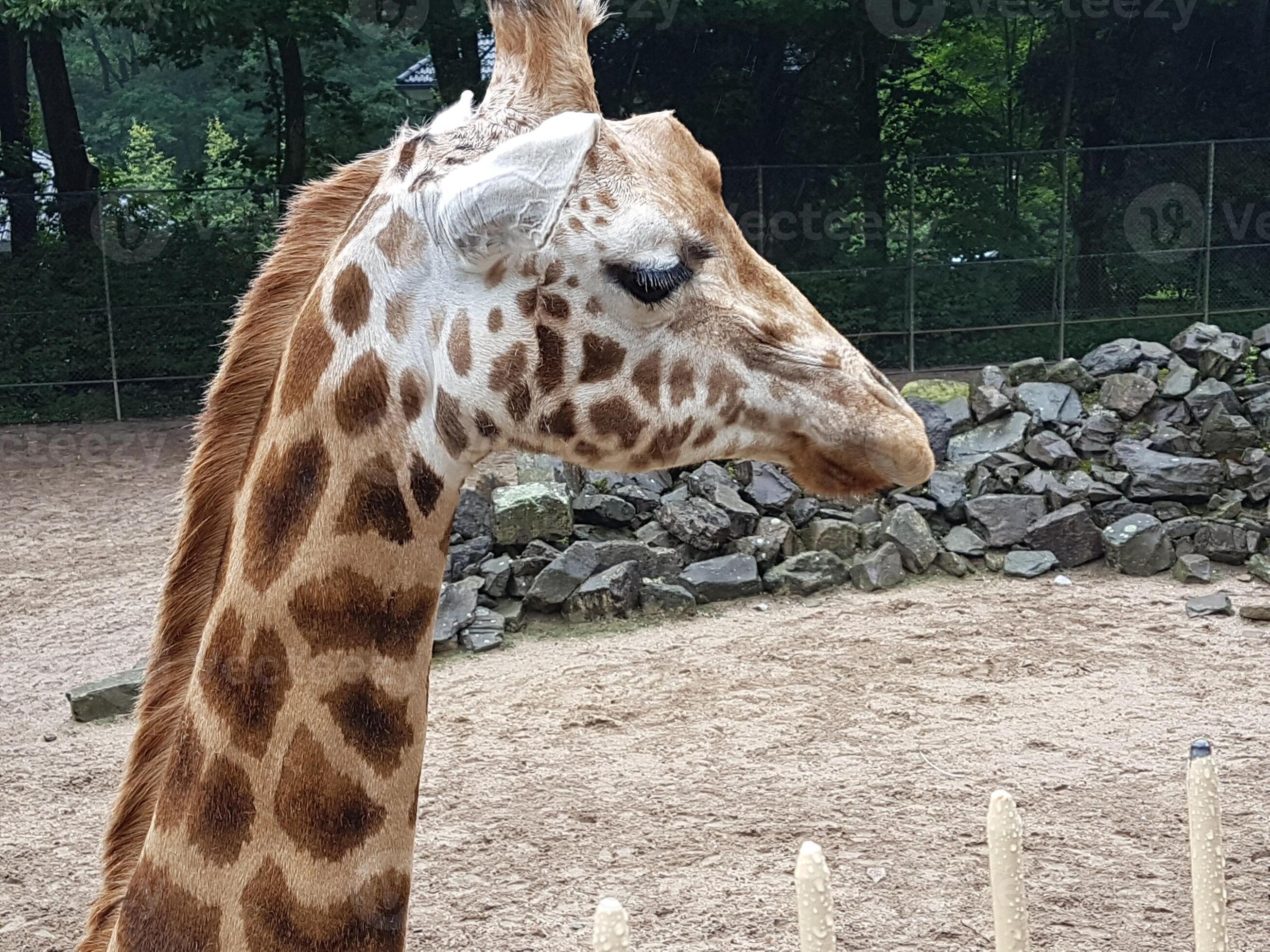a giraffe in orange with a zoo background 4679208 Stock Photo at Vecteezy