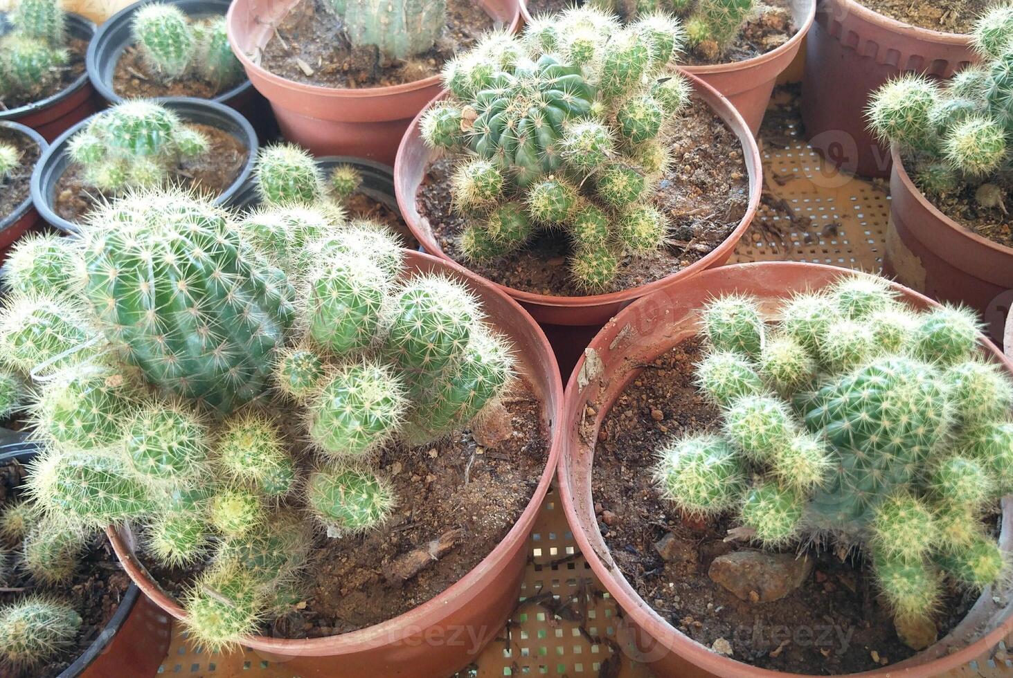 thorny cactus plants in a neatly arranged pot photo