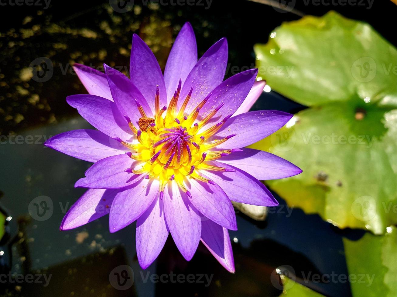 Beautiful purple lotus flowers in a pond photo