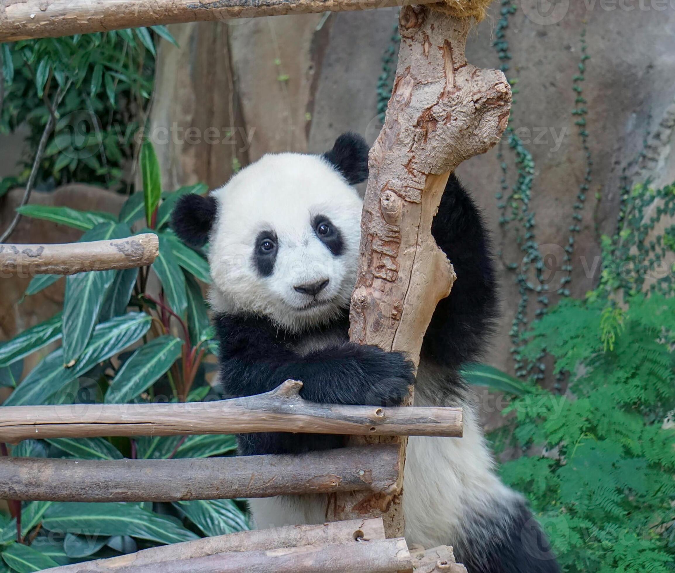a panda with a cute and cute face sitting on a wood 4679260 Stock Photo at  Vecteezy