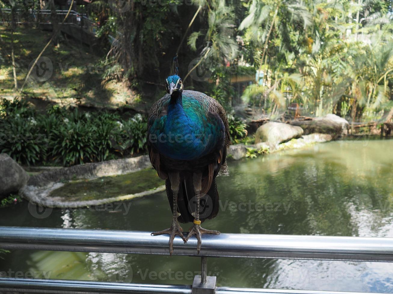 a blue peacock with beautiful feathers on the edge of the water photo