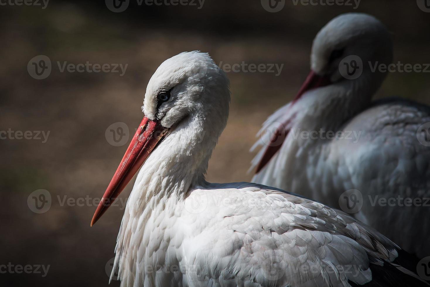 a white heron with a pink beak with a blur background photo