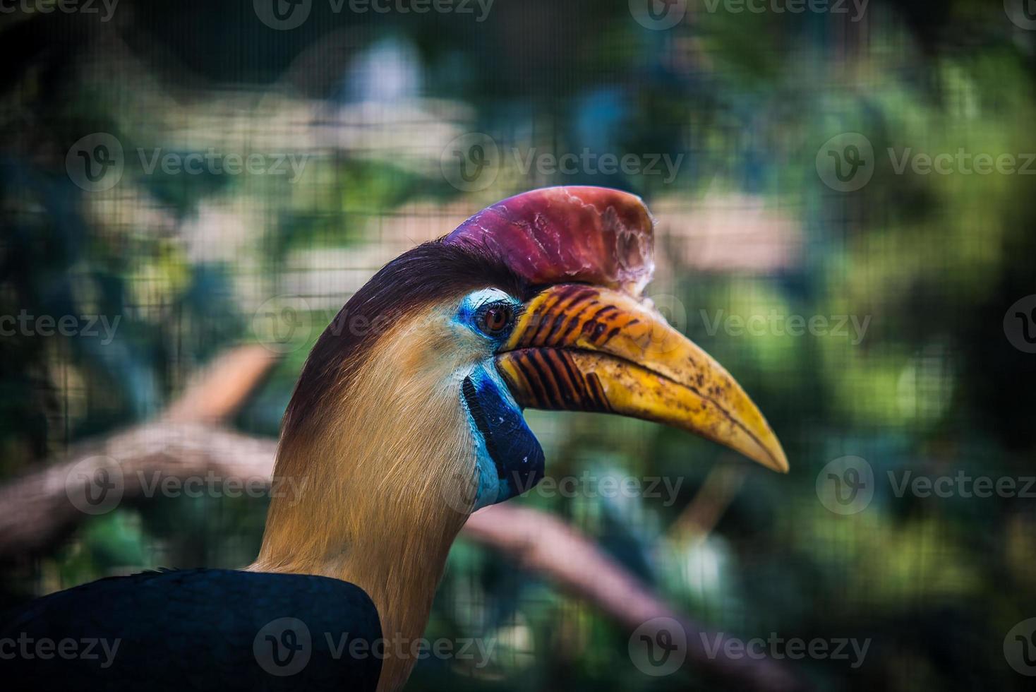 a bird with a black feather color and a long beak and a unique color photo
