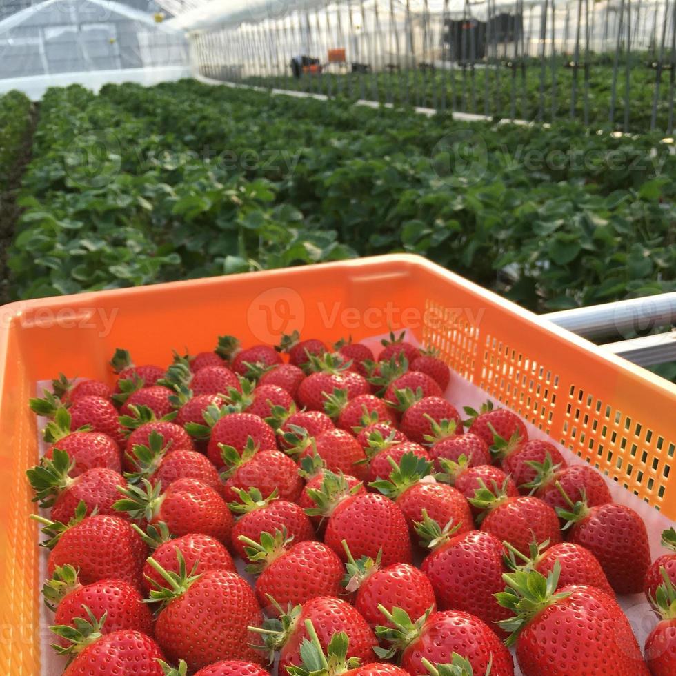 Un montón de fresas de color rojo brillante en una canasta con un fondo de jardín borroso foto