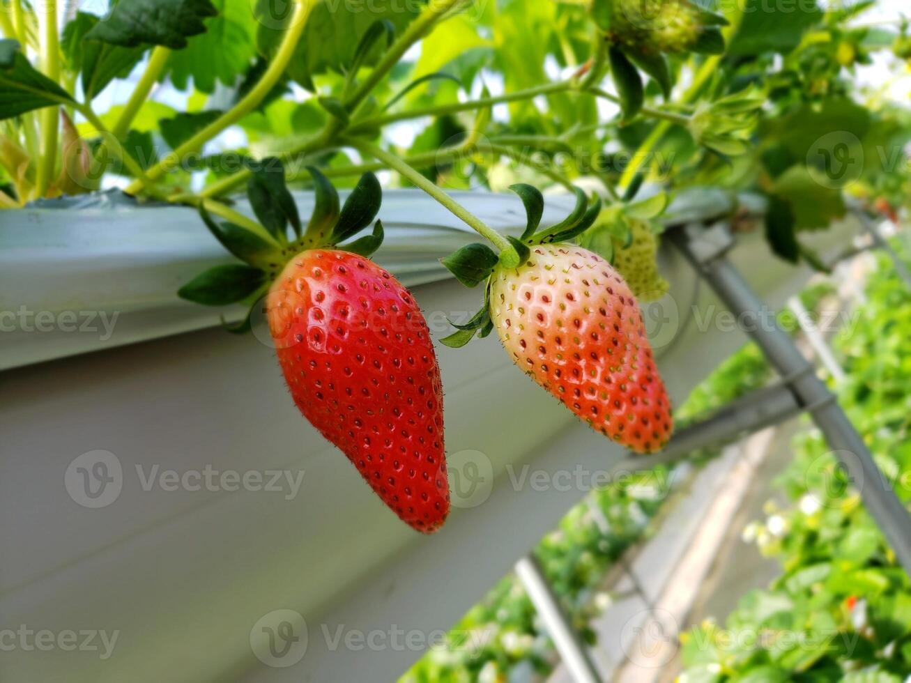 two strawberries in red grow in a container from a pipe photo