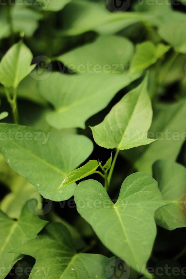 water spinach plants grow with green leaves photo