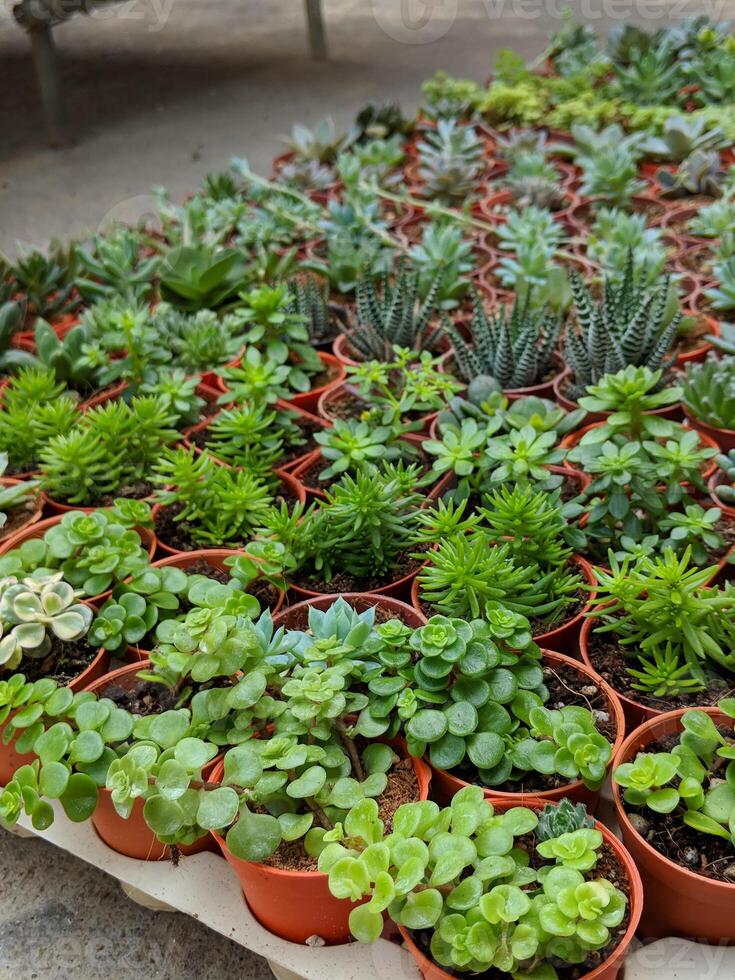 Unique green plants growing in pots are put underneath photo