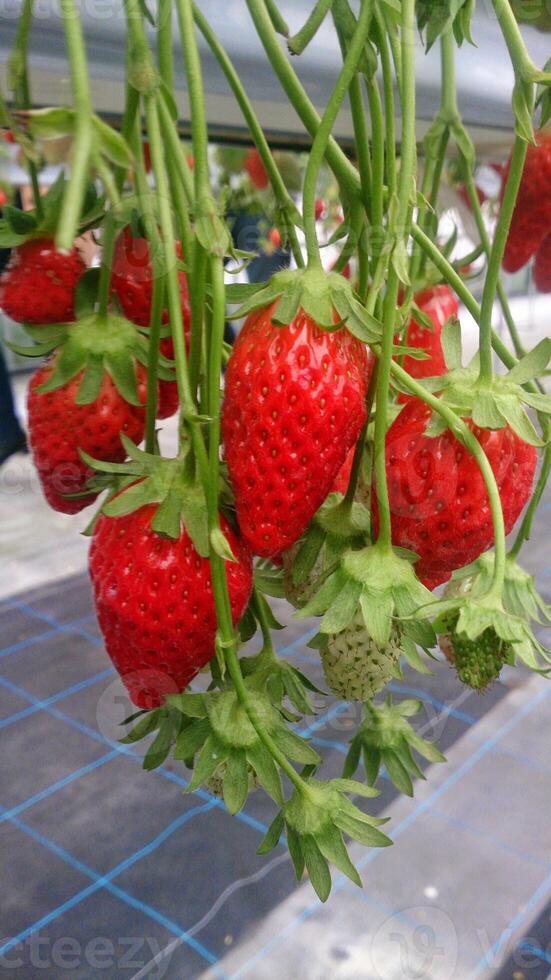 La fruta de fresa crece colgando con hojas y tallos verdes. foto