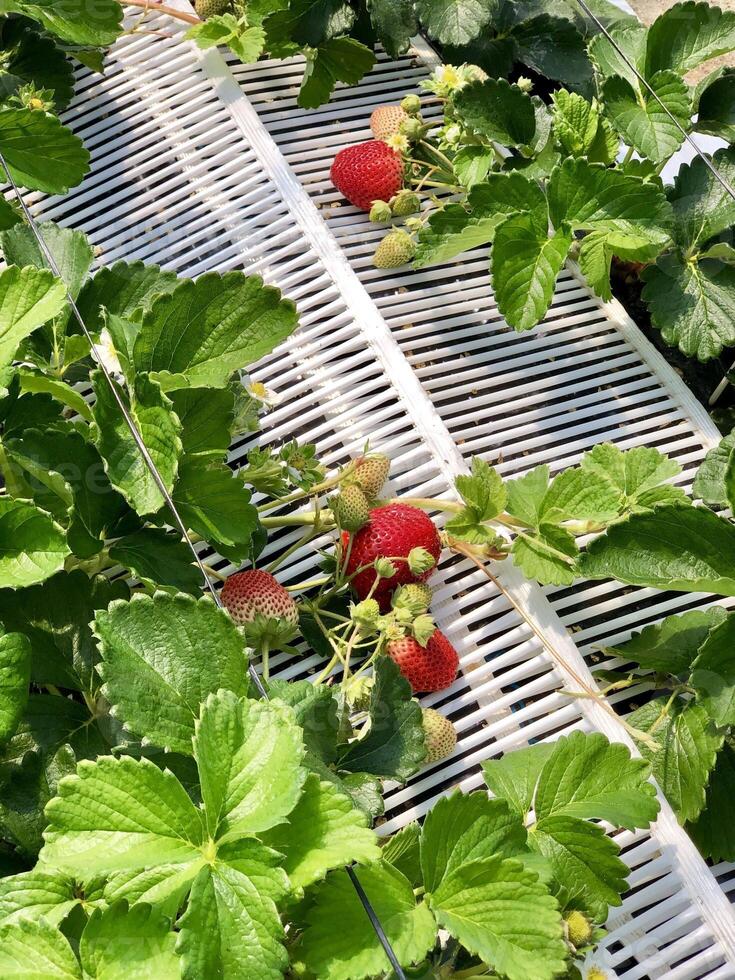 La fruta de la fresa crece en el suelo con hojas de color verde. foto