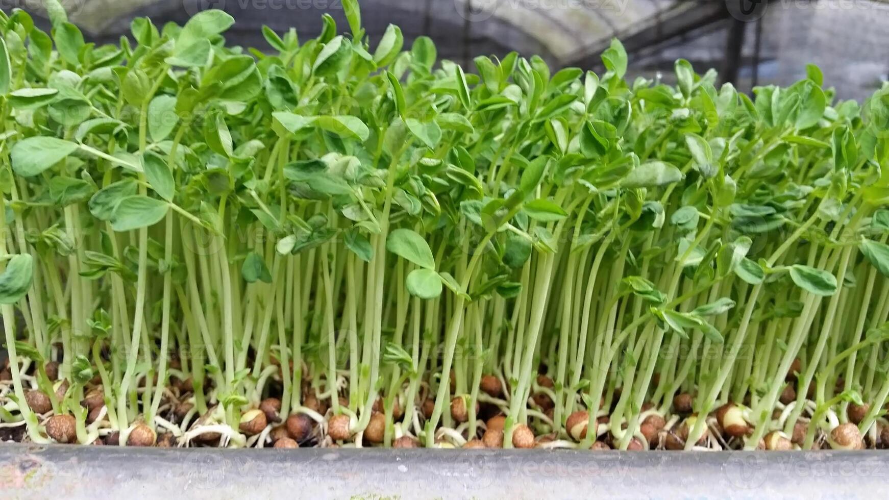 sprout plants grow neatly arranged in green photo