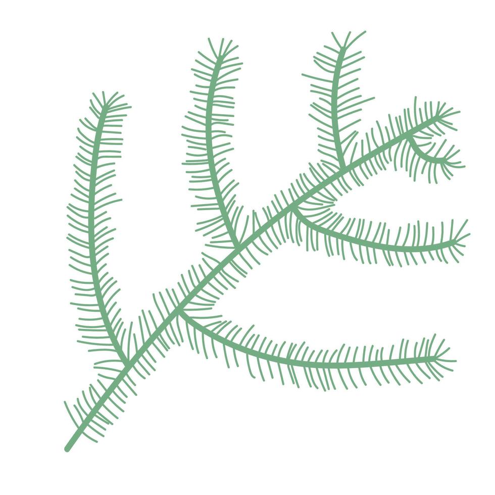 fir tree branch, Christmas and new year symbol. vector