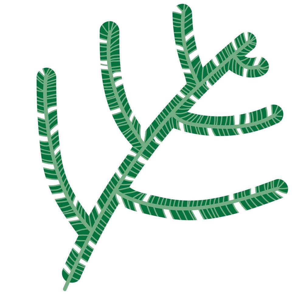 fir tree branch, Christmas and new year symbol. vector