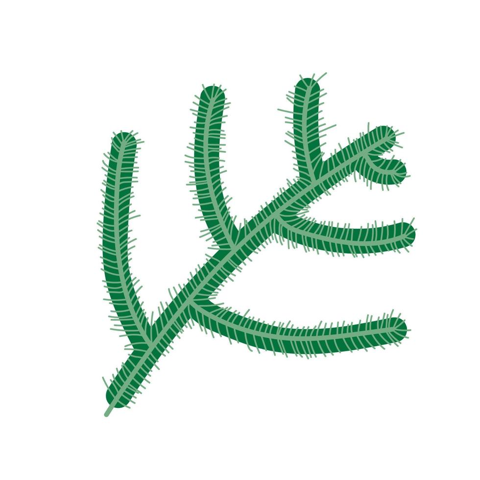 fir tree branch, Christmas and new year symbol. vector