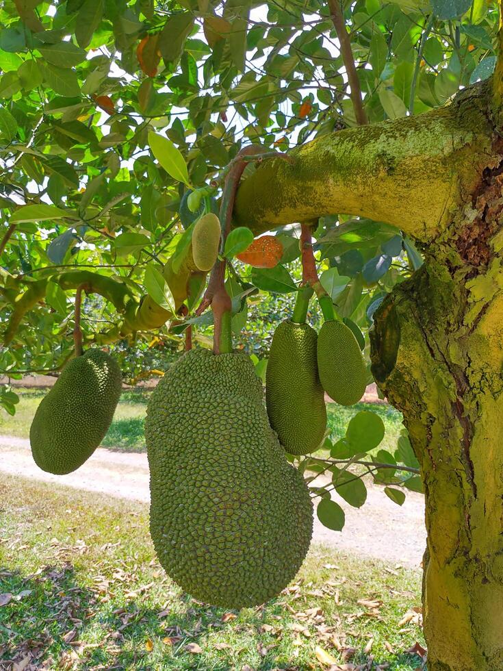 jack fruit green fruit grows hanging on the tree photo