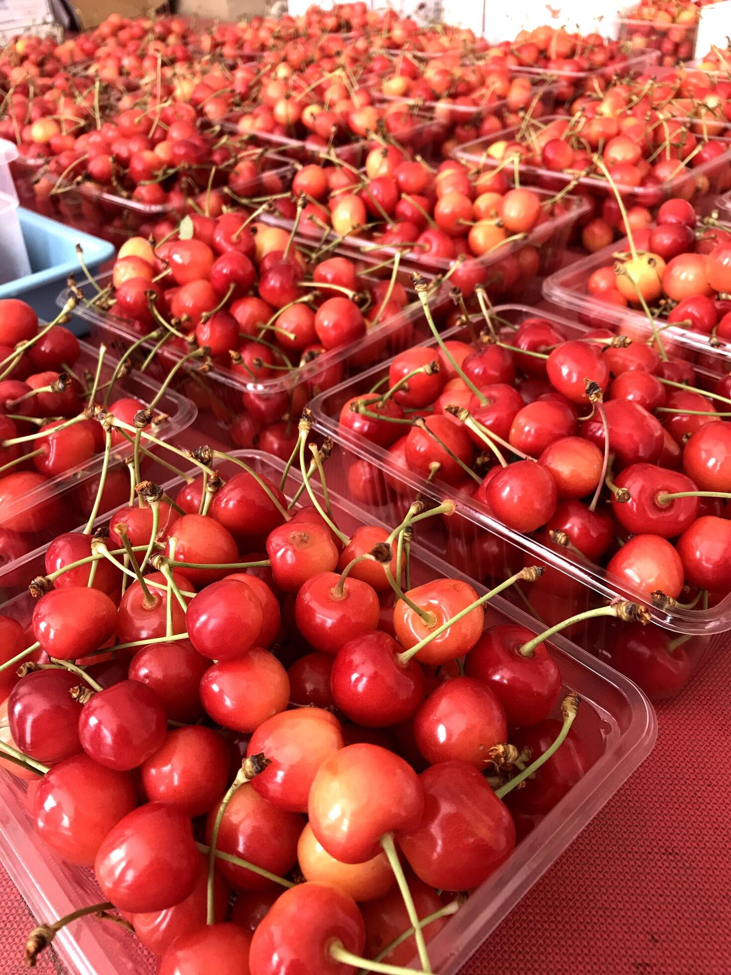 bright red cherries are placed in a box-shaped container 4680743 Stock  Photo at Vecteezy