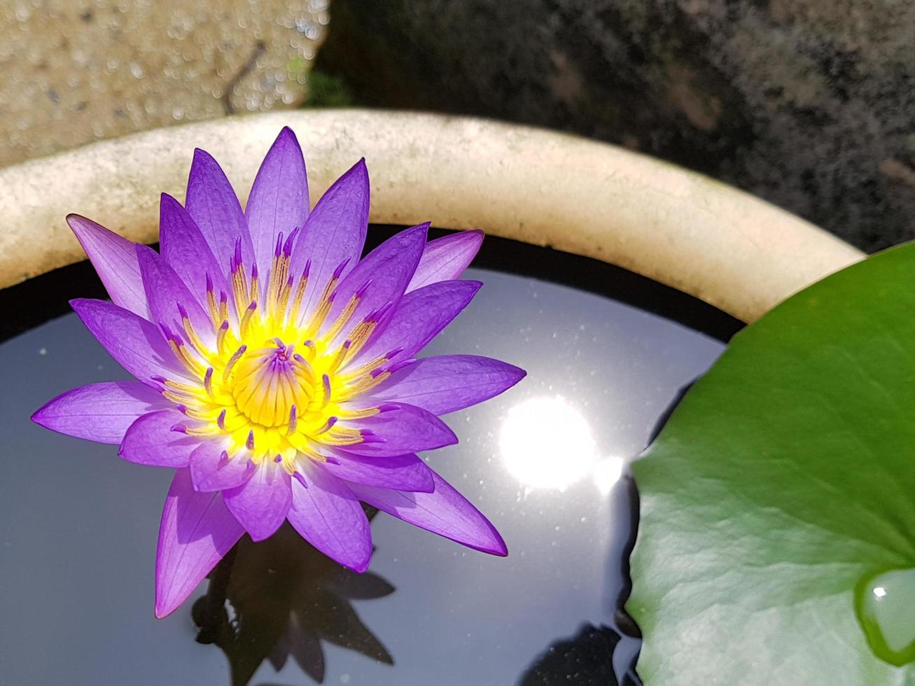 The lotus flower is purple with a yellow and white center in a small pond photo