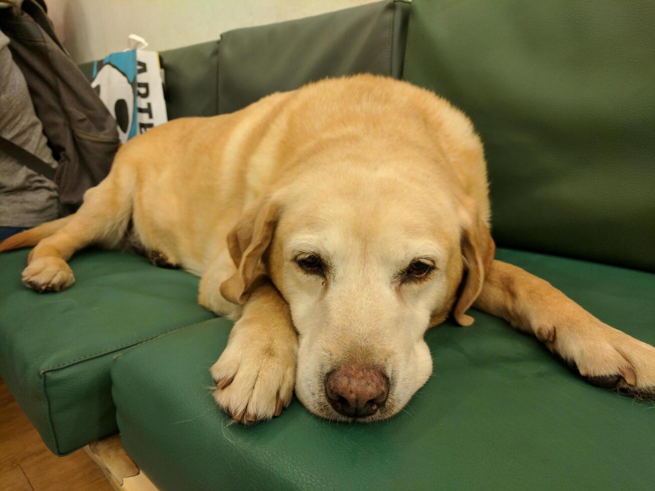 the orange dog is sleeping on the green sofa photo