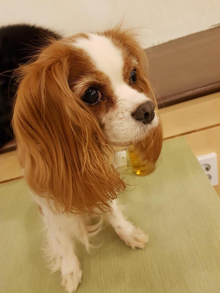 un perro blanco y orejas largas de color naranja foto