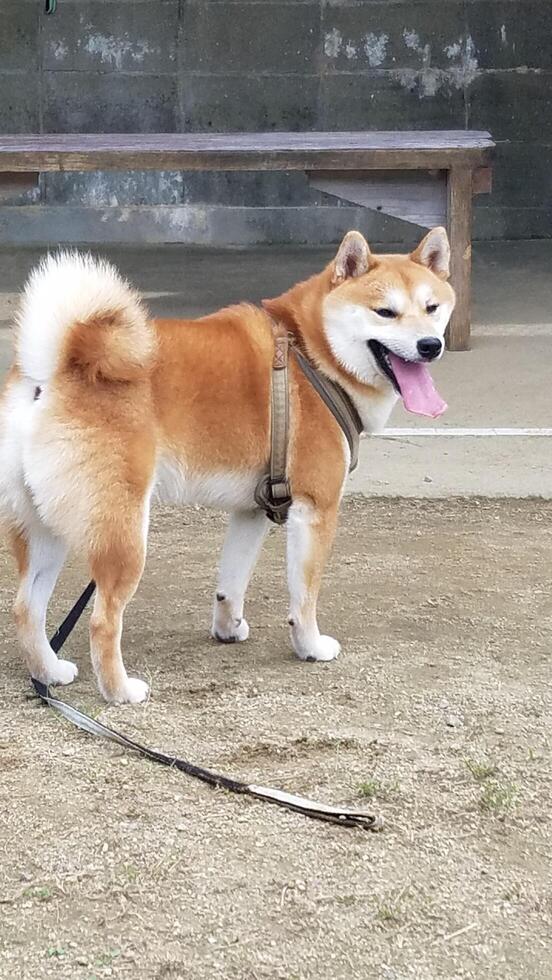 a white dog with a large body photo