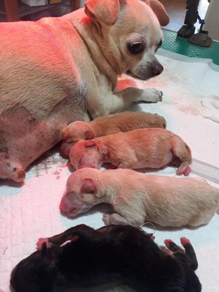 a dog with four brown puppies is sleeping photo