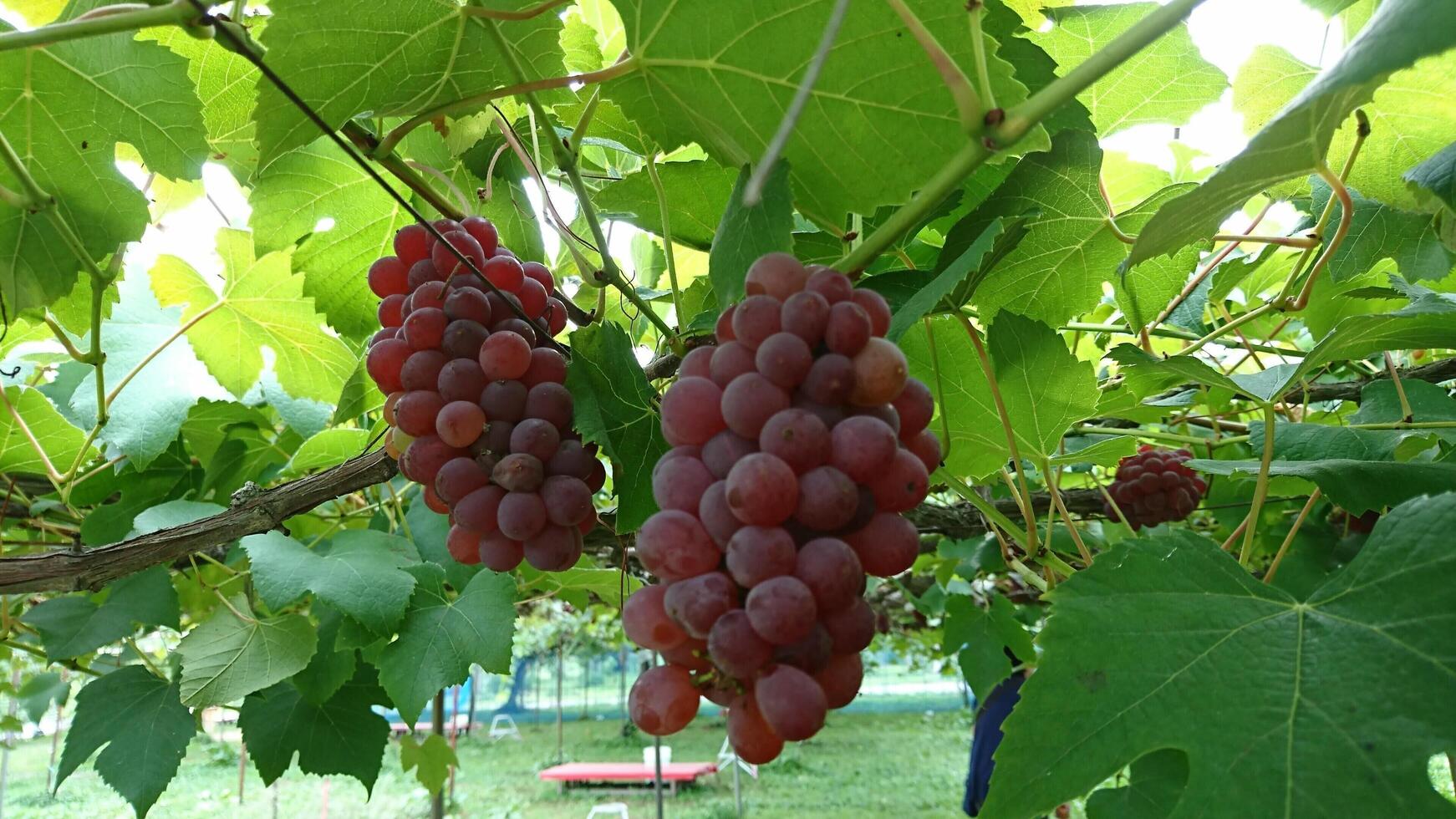 Las uvas moradas crecen colgando en un jardín cerrado foto