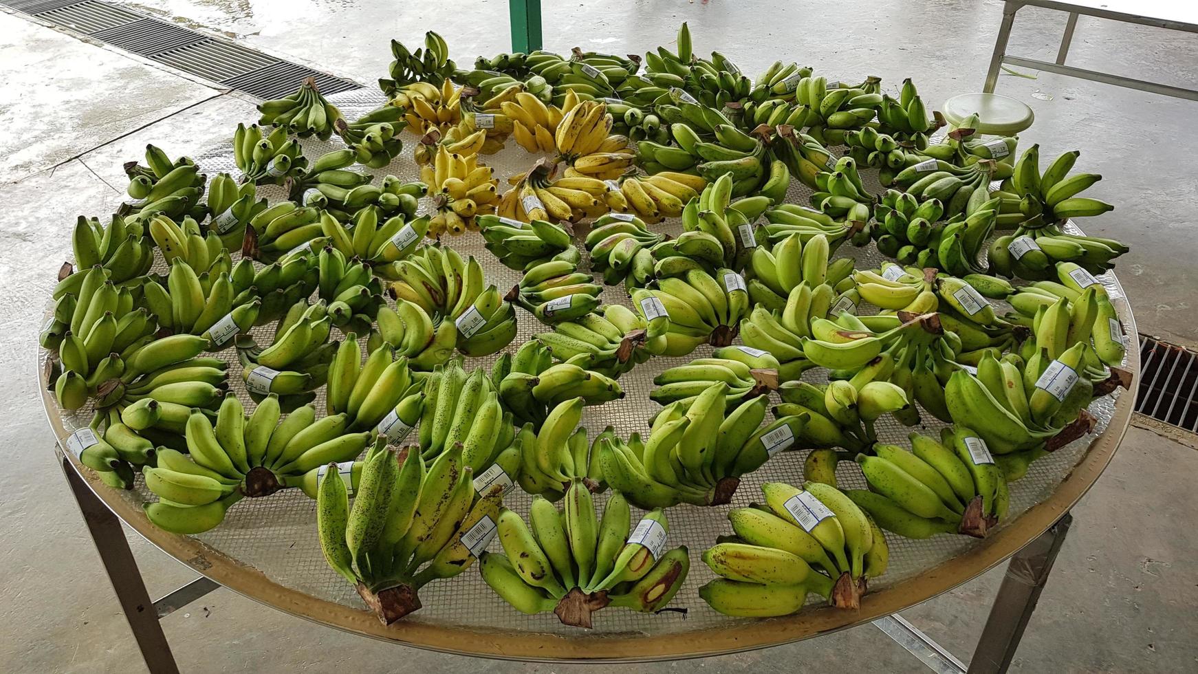 plátanos verdes en el recipiente con la etiqueta foto