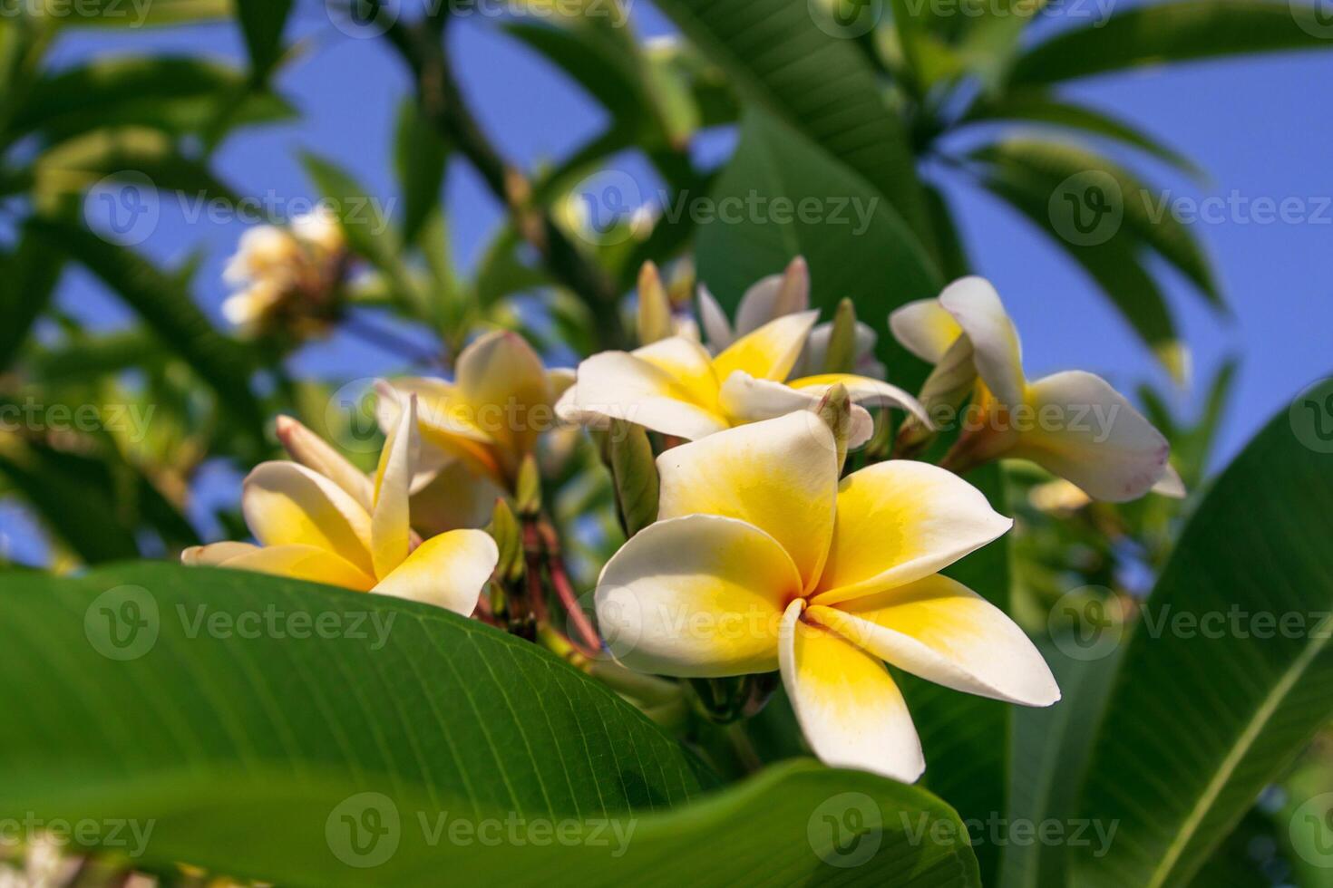 light white tropical flower beautiful bouquet with exotic green leaf on land nature. photo