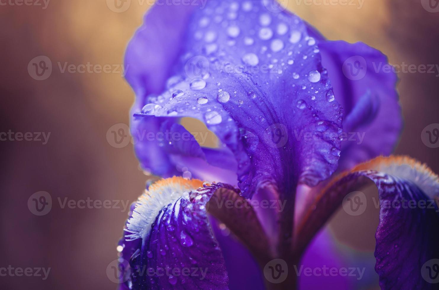 rainy tropical purple flower natural with exotic leaf on tree land nature. photo