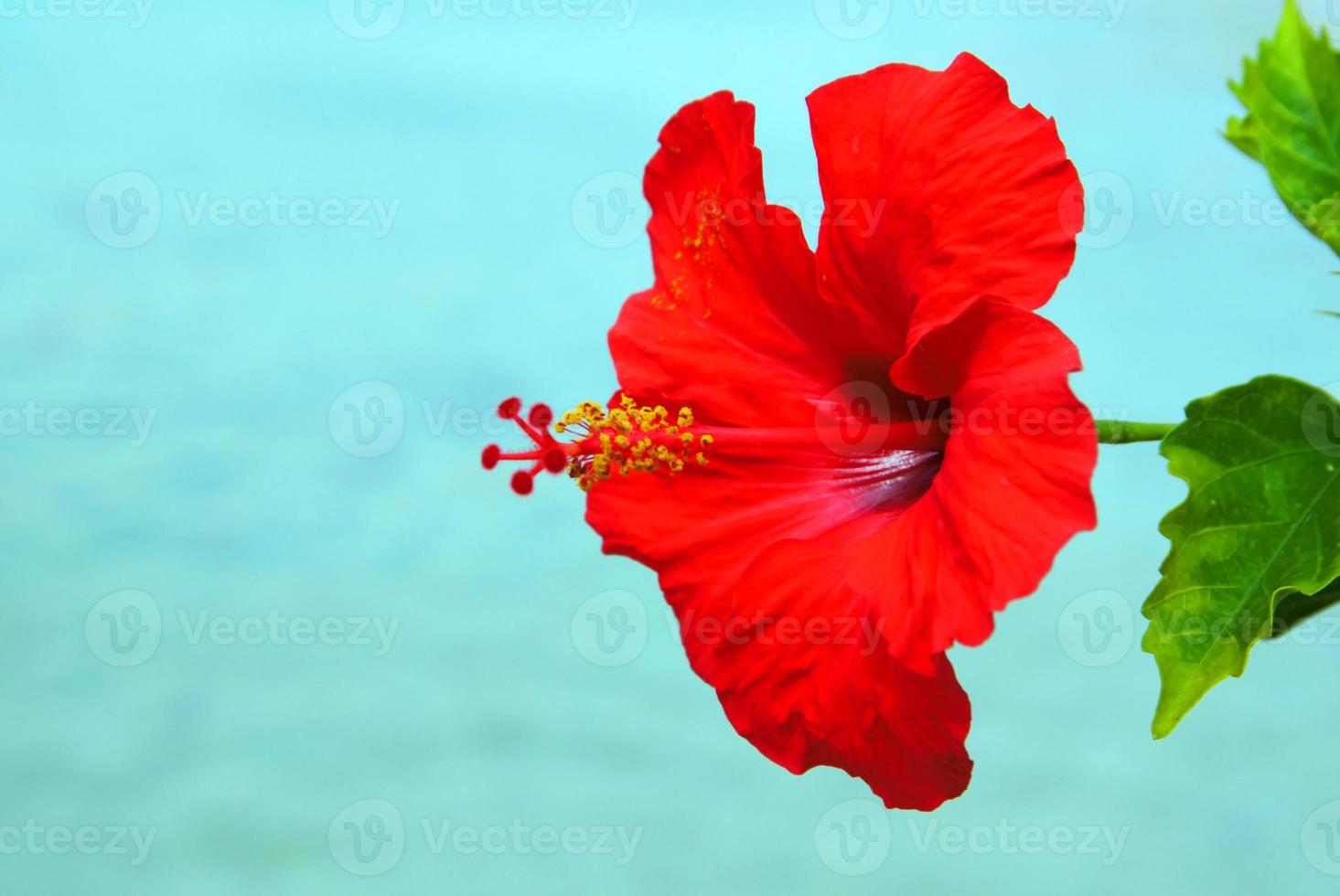 red tulip tropical flower beautiful bouquet with exotic green leaf on land nature. photo