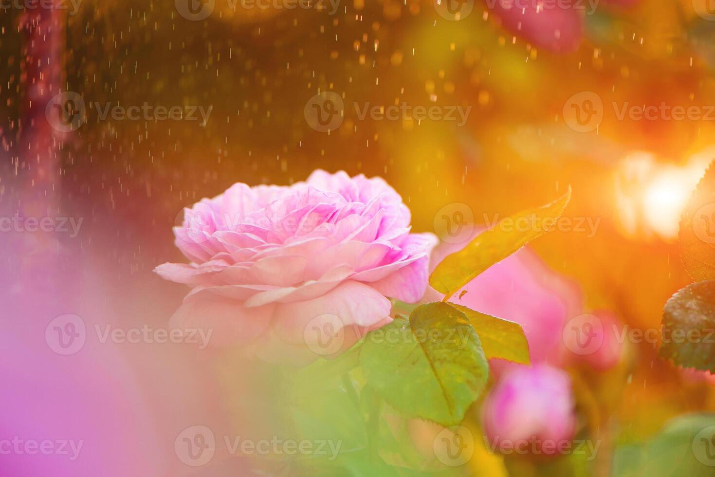 rainy tropical light pink flower natural with exotic leaf on tree land nature. photo