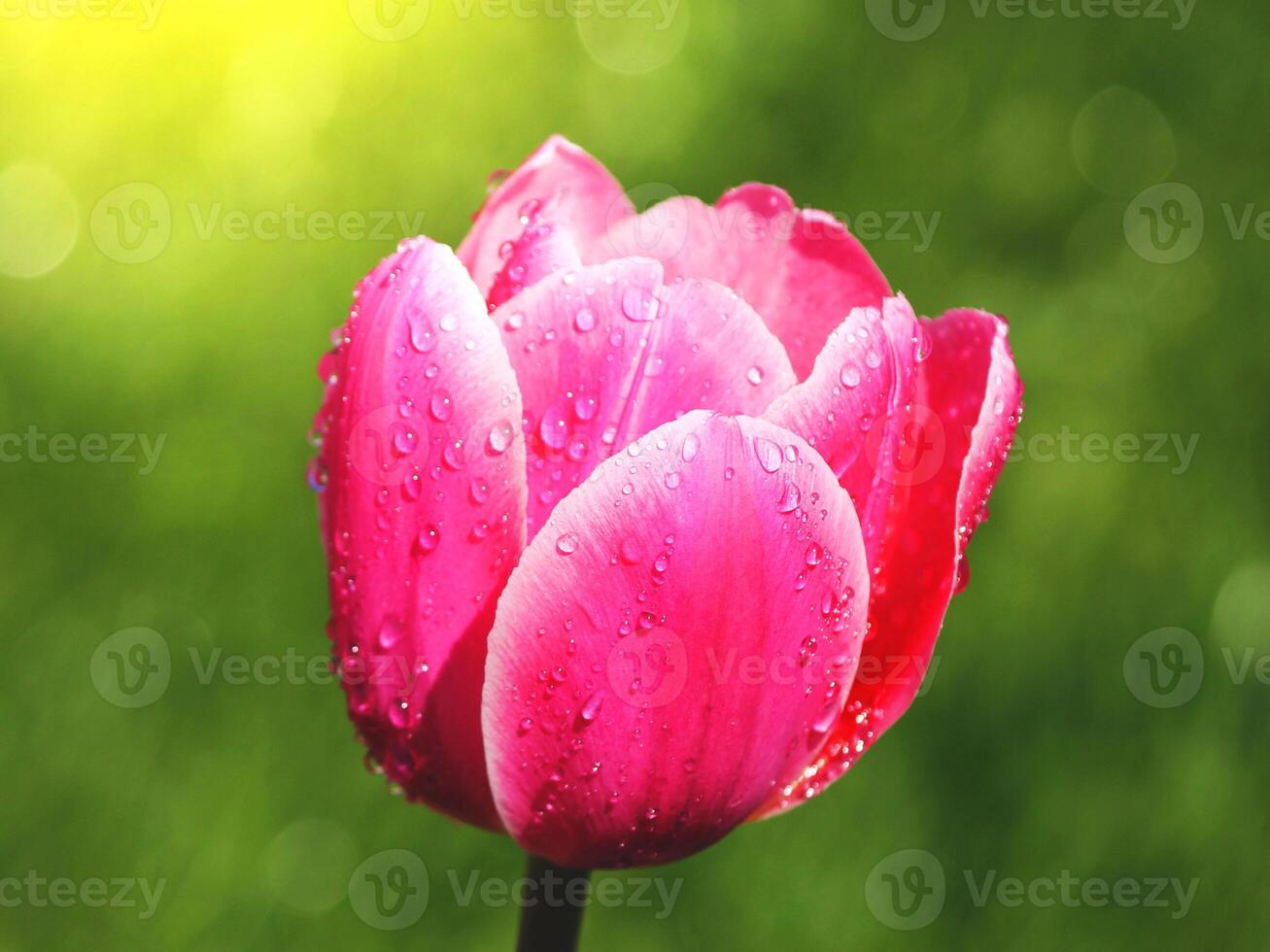 flor tropical rosa claro hermoso ramo con hojas verdes exóticas en la naturaleza de la tierra. foto